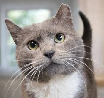 Domestic Short Hair Cats Available for Adoption - Magnet | PetCurious