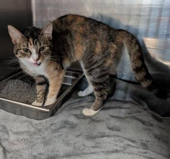 Torbie and Calico Cats Available for Adoption in Marietta, Ohio - Vanilla Wafer (Spayed) | PetCurious