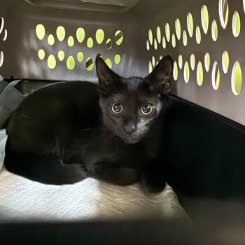 Where -  Domestic Short Hair Cat for Adoption in Emporia, Kansas - Where | PetCurious