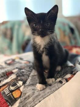 RINGO STARR -  Domestic Short Hair Cat for Adoption in Conroe, Texas - RINGO STARR | PetCurious