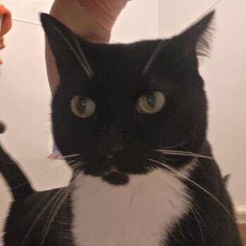 Sox -  Domestic Short Hair Cat for Adoption in Midland, Texas - Sox | PetCurious
