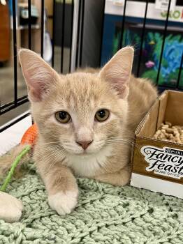 Rescue Domestic Short Hair Cats for Adoption in Lawrenceville, Georgia - Gus | PetCurious