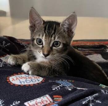 Giselle -  Domestic Short Hair Cat for Adoption in Honolulu, Hawaii - Giselle | PetCurious