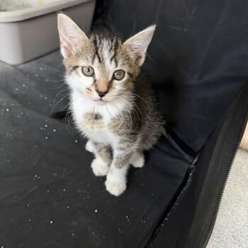 Adley -  Domestic Short Hair Cat for Adoption in Bel Air, Maryland - Adley | PetCurious