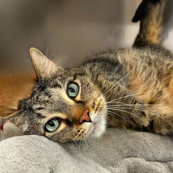 Domestic Short Hair Cats Available for Adoption in Springfield, Illinois - Eris | PetCurious