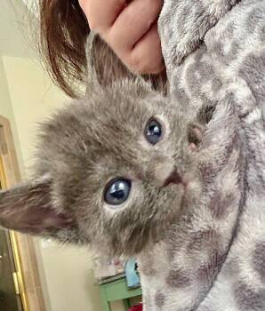 Smokey -  Domestic Short Hair Cat for Adoption in Herndon, Virginia - Smokey | PetCurious