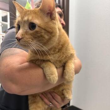 Buddy -  Domestic Short Hair and Mixed Breed Cat for Adoption in Durango, Colorado - Buddy | PetCurious
