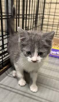 Linh -  Domestic Short Hair Cat for Adoption in Apollo, Pennsylvania - Linh | PetCurious