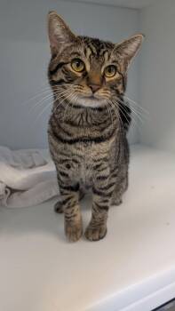 Yuzu -  Domestic Short Hair Cat for Adoption in Delson, Quebec - Yuzu | PetCurious