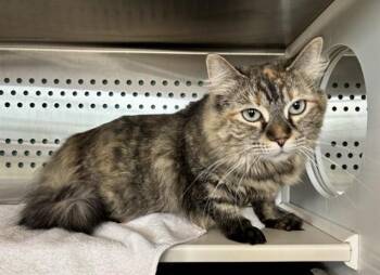 STARLIMA -  Domestic Long Hair Cat for Adoption in Kalamazoo, Michigan - STARLIMA | PetCurious
