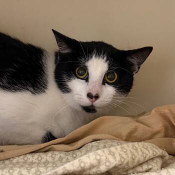 Rico -  Domestic Short Hair Cat for Adoption in Dekalb, Illinois - Rico | PetCurious
