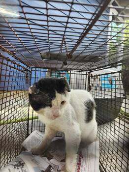 PATCHES -  Domestic Short Hair Cat for Adoption in San Antonio, Texas - PATCHES | PetCurious