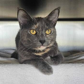 Blueberry -  Domestic Short Hair Cat for Adoption in Dover, New Hampshire - Blueberry | PetCurious