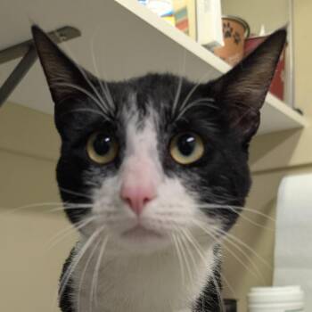 Domestic Short Hair Cats Available for Adoption - Chico | PetCurious