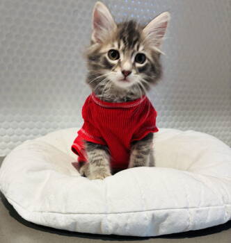 Rescue Domestic Medium Hair Cats for Adoption in Fairview Beach, Virginia - Peter | PetCurious