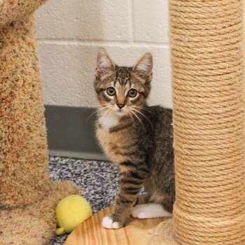 Broccoli -  Domestic Short Hair Cat for Adoption in Newport Beach, California - Broccoli | PetCurious