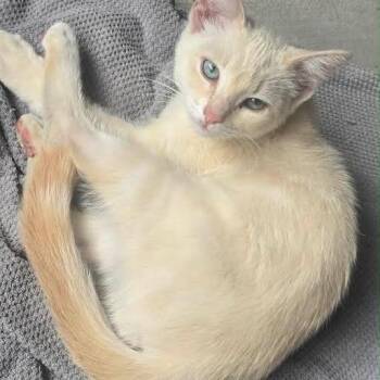 Pickles -  Siamese and Domestic Short Hair Cat for Adoption in Prescott, Arizona - Pickles | PetCurious