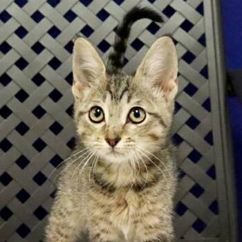 Domestic Short Hair Cats Available for Adoption in Midland, Texas - Koala | PetCurious