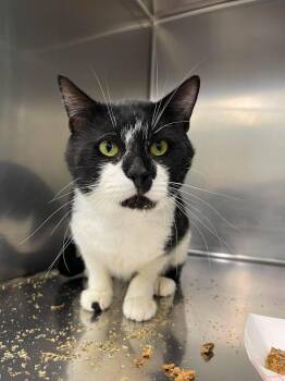 Rum Tum -  Domestic Short Hair Cat for Adoption in Winthrop, Maine - Rum Tum | PetCurious
