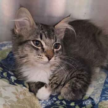Urfa -  Domestic Short Hair Cat for Adoption in Fort Lupton, Colorado - Urfa | PetCurious