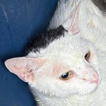 Cord -  Domestic Short Hair Cat for Adoption in Philadelphia, Pennsylvania - Cord | PetCurious