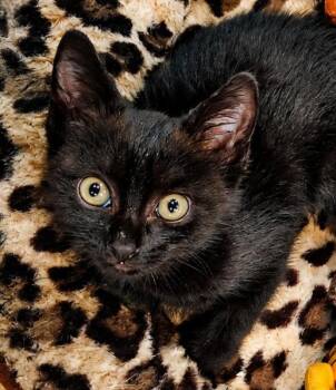 Cletus -  Domestic Short Hair Cat for Adoption in Labelle, Florida - Cletus | PetCurious