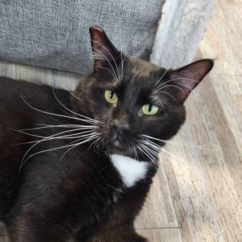 Rescue Domestic Short Hair Cats for Adoption in Las Vegas, Nevada - Fortissimo | PetCurious