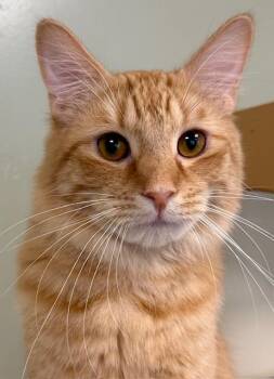 Domestic Medium Hair Cats Available for Adoption in Norwalk, Connecticut - Chicory | PetCurious