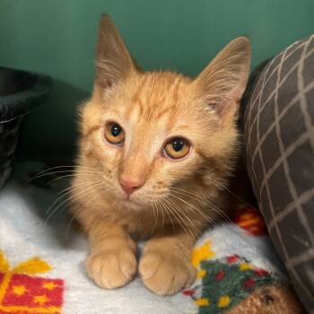 Teeter 55C26 -  Domestic Short Hair Cat for Adoption in Napoleon, Ohio - Teeter 55C26 | PetCurious