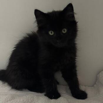 Frank -  Domestic Long Hair Cat for Adoption in Naperville, Illinois - Frank | PetCurious