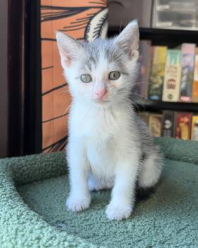 River -  Domestic Short Hair Cat for Adoption in Nashville, Tennessee - River | PetCurious