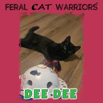 Dee Dee -  Domestic Medium Hair Cat for Adoption in Kingman, Arizona - Dee Dee | PetCurious