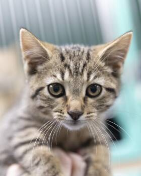 Rescue Domestic Short Hair and American Shorthair Cats for Adoption in Bedford, Indiana - Cathy LaBelle | PetCurious