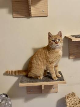 Domestic Short Hair Cats Available for Adoption - Florence | PetCurious