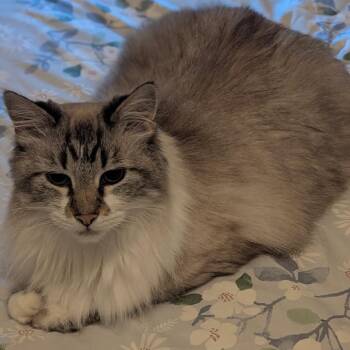 Nina -  Siamese and Himalayan Cat for Adoption in Murray, Utah - Nina | PetCurious