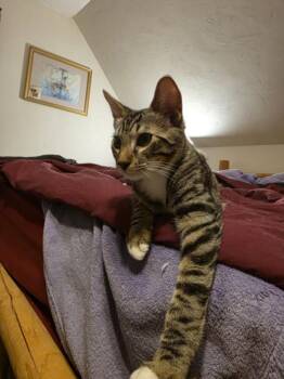 RHYTHM -  Domestic Short Hair Cat for Adoption in Hagerstown, Maryland - RHYTHM | PetCurious