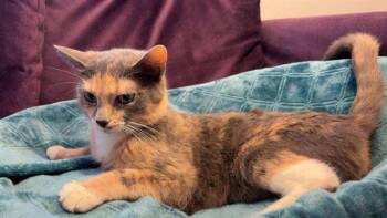 Domestic Short Hair Cats Available for Adoption in Peoria, Illinois - CHEROKEE | PetCurious