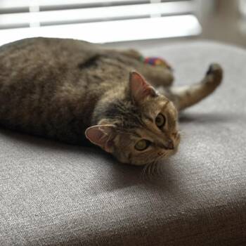 Domestic Short Hair Cats Available for Adoption in Chicago, Illinois - Angelica | PetCurious