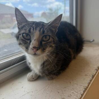 Koshka (36-3A-MOM) -  Domestic Short Hair Cat for Adoption in Rifle, Colorado - Koshka (36-3A-MOM) | PetCurious