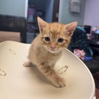 Bandit -  Domestic Medium Hair Cat for Adoption in Columbus, Georgia - Bandit | PetCurious