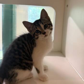 Backwoods Barbie -  Domestic Short Hair Cat for Adoption in South Burlington, Vermont - Backwoods Barbie | PetCurious