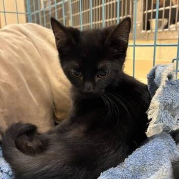 AJ (green collar) -  Domestic Short Hair Cat for Adoption in Winston-salem, North Carolina - AJ (green Collar) | PetCurious