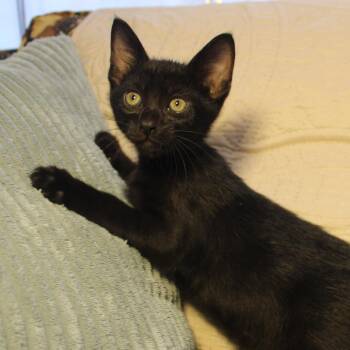 Sevi -  Domestic Short Hair Cat for Adoption in Goleta, California - Sevi | PetCurious