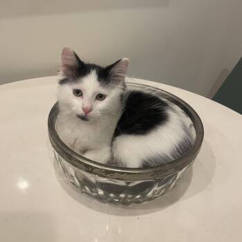 Rescue Domestic Short Hair Cats for Adoption in Chicago, Illinois - Baker (bonded With Bruce) | PetCurious