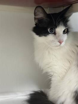 Domestic Long Hair Cats Available for Adoption in Boston, Massachusetts - SNOOPY | PetCurious