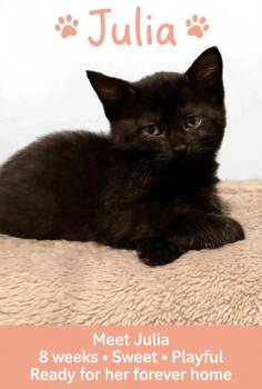 Julia -  American Shorthair Cat for Adoption in Billerica, Massachusetts - Julia | PetCurious