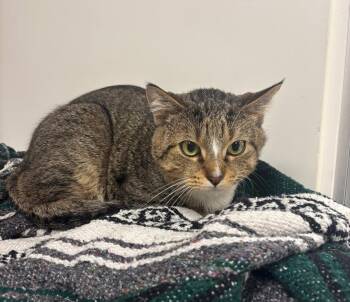 Rescue Domestic Short Hair Cats for Adoption in Greenfield, Indiana - Gizmo | PetCurious