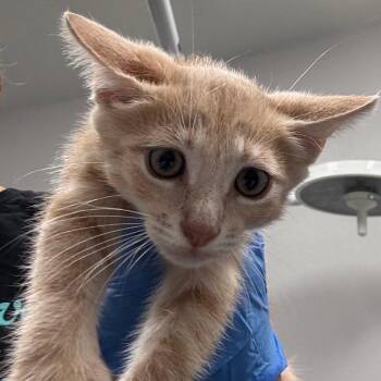 Sushi -  Domestic Short Hair Cat for Adoption in Clearwater, Florida - Sushi | PetCurious