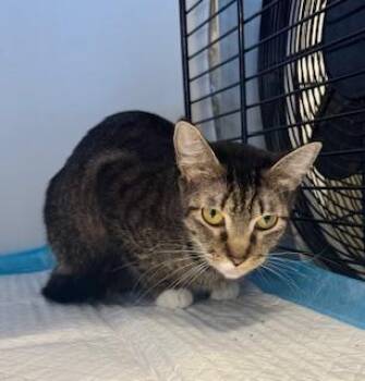 Rescue Domestic Short Hair Cats for Adoption in Winter Haven, Florida - Freya | PetCurious