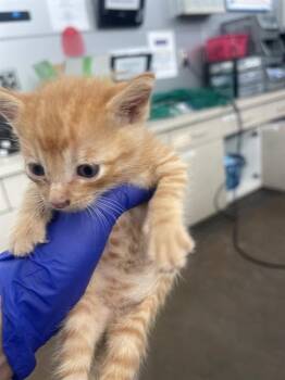 Rescue Domestic Short Hair Cats for Adoption in Dallas, Texas - JARED | PetCurious